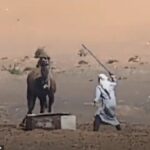 Vídeo intimidante para exibir camelo para ser espancado por seu marrocos Millower – como uma classe de classe