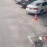 Fora de Shanman Shanks deixa Mumbak durante as refeições de tiro no caminho deixado morto