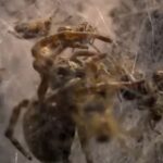 David Attenborough revela ‘ossos de ossos de pastoreio nos ossos da caça às suas mães na nova natureza da BBC