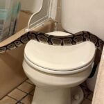 Uma mulher assustada de New Hampshire recebe um grande python no banheiro