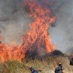 Grécia maior vida selvagem enquanto respirava persistentemente