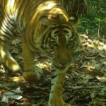 O tigre de Sumatra é lavado para a remota floresta de esperança para o risco de risco