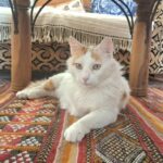 Para salvar o gato de outros países, é fácil se você fizer isso antes