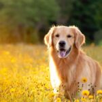 O veterinário sempre argumenta como seu cão precisa usar Surmam
