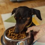 O veterinário sempre discutindo sobre a frequência com que você deve alimentar seu cão por dia
