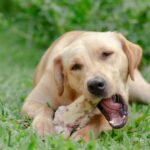 7 itens alimentares normais Você não deve alimentar seu cachorro – não apenas chocolate