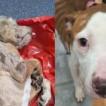 O proprietário de um estupro com dois cães a serem abandonados de animais por 10 anos