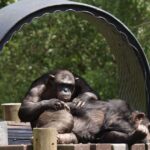Quase 250 APEL APEL APEL CONVEDO NO OK ZOOS – de alta inteligência na Europa
