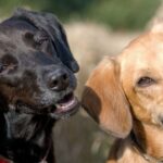Os cães podem entender centenas de palavras e fazer números básicos – há um problema