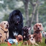 Um cachorro famoso conseguiu colocá -lo “para custar muito dinheiro para ter o custo de toda a vida