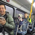 Dog segura um ônibus para a estação de trem – enquanto esconde o início de seu dono