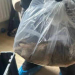 A massa de 22 polegadas encontrada no Reino Unido, os cidadãos chamam de ação para abrir com meu gato de maior crescimento “