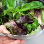 Lembre -se de correr para ser emitido para seis produtos de salada devido a venenosas venenosas venenosas venenosas venenosas