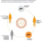 Vírus Chikunguya de Chikunguya, como estão os países como na China?